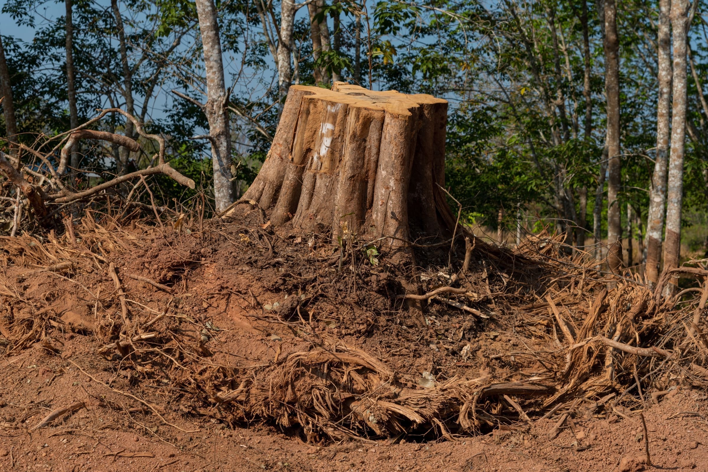 A large tree trunk which has been dug out of the ground with lots of the roots exposed.